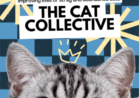 Cat Collective