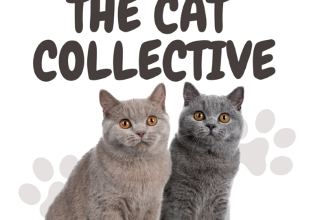 Cat Collective