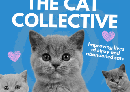 Cat Collective1