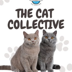 Cat Collective