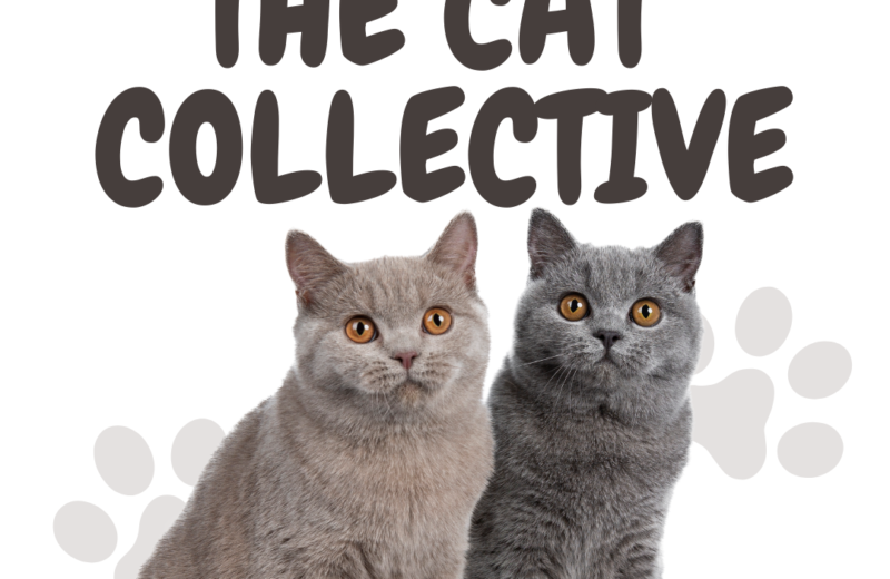 cat-collective-2