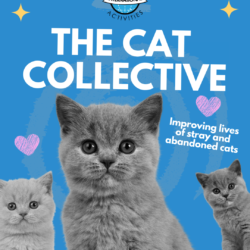 Cat Collective1