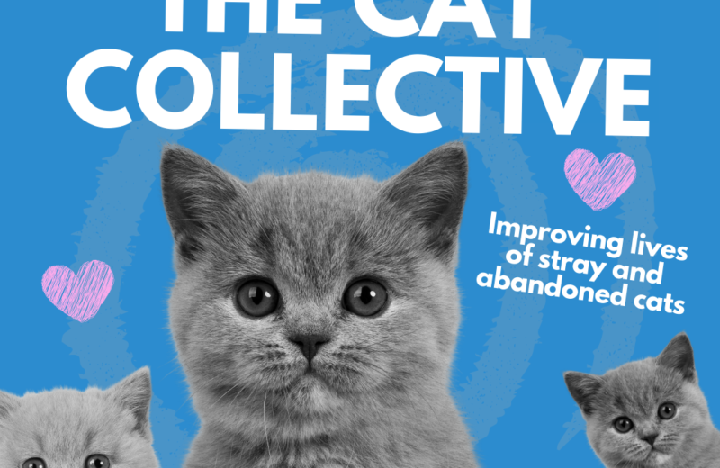 cat-collective1